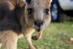baby kangaroo baby kangaroo