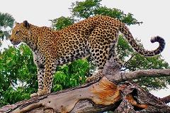 leopards have spots for camouflage leopards have spots for camouflage
