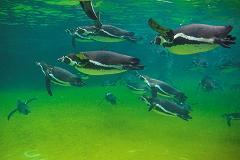When Did Penguins Become Flightless Birds When Did Penguins Become Flightless Birds