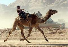 camel race in jordan