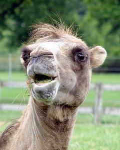 camel eating